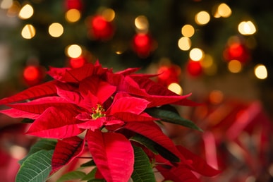 Jungscharkinder bringen Weihnachtsfreude ins Altenheim